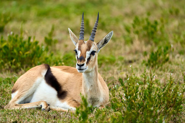 istock Thomson's gazelle lying on the grass resting 2148624140