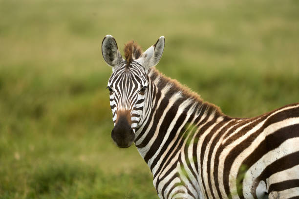 istock Wild zebra turning to look at camera in the savanna 2148624182