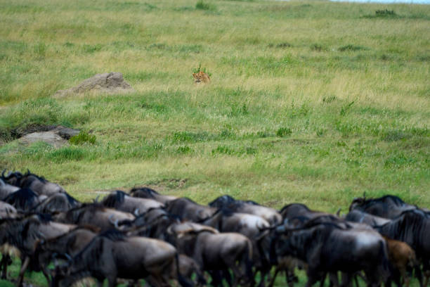 istock Lion observing a group of blue wildebeest ready to hunt 2148624190