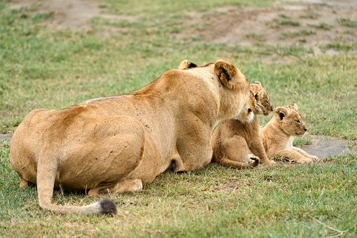Rear view of a lioness resting with two cubs lying on the grass