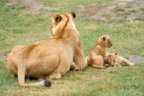 lioness with cubs