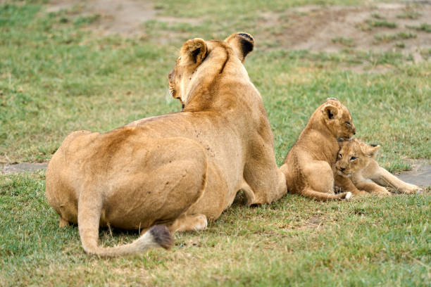 istock Cubs playing under the protection of a lioness 2148624205