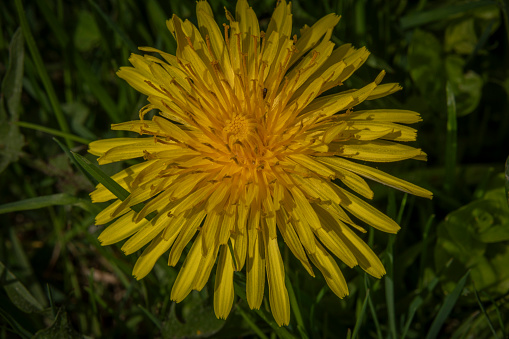 Fresh yellow blossom of dandelion spring flower in green grass with sun shine