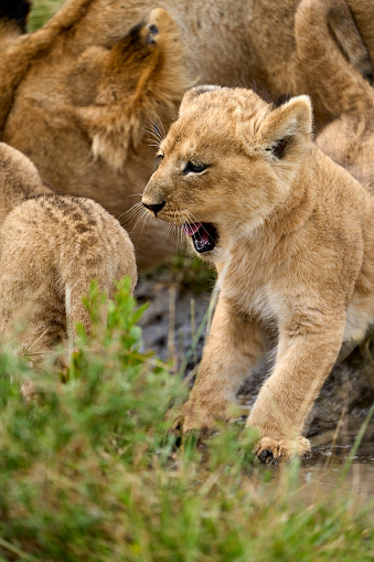 Vertical photo of a sleepy lion cub next to its mother