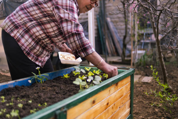 istock What about planting garlic? 2148624951