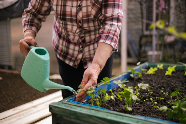 istock Sprinkle your herbs with some fresh water 2148624997