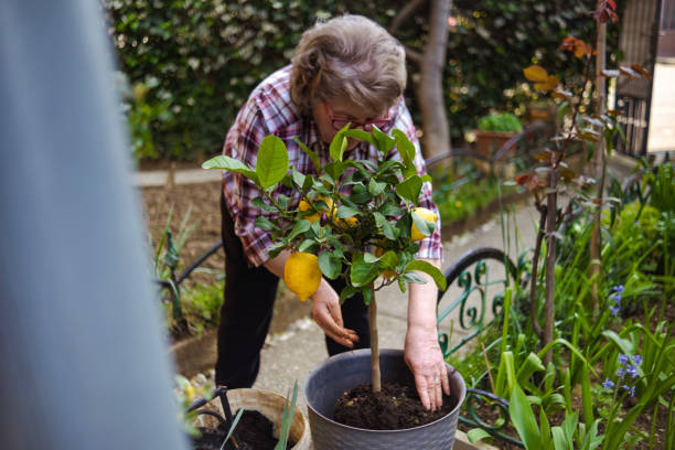 istock Senior's love Arbor day because they can re-pot more trees 2148625084