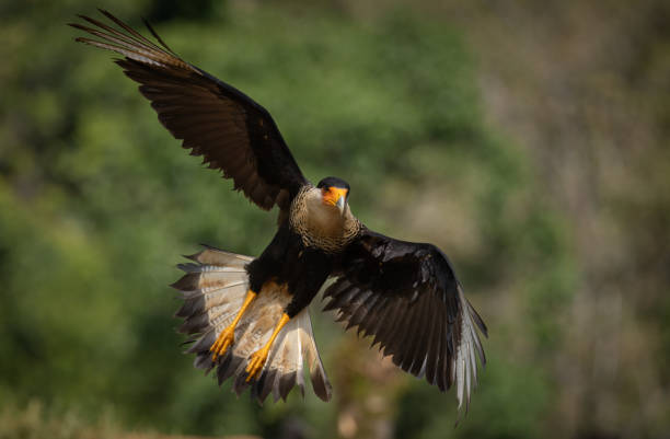 istock Crested Caracara in Florida 2148625234