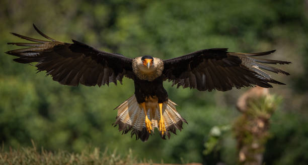 istock Crested Caracara in Florida 2148625262