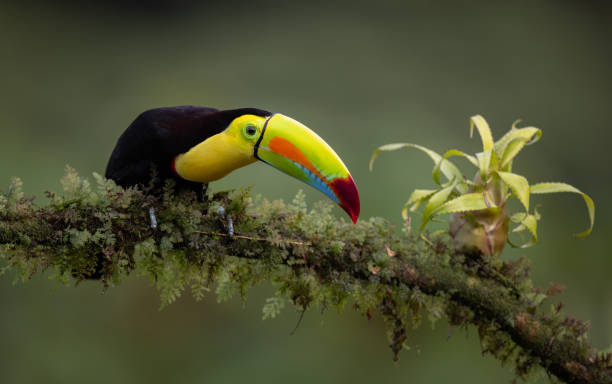 istock Toucan in Costa Rica 2148625335