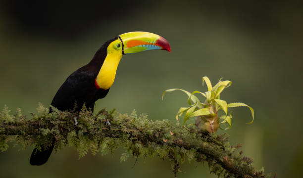 istock Toucan in Costa Rica 2148625366