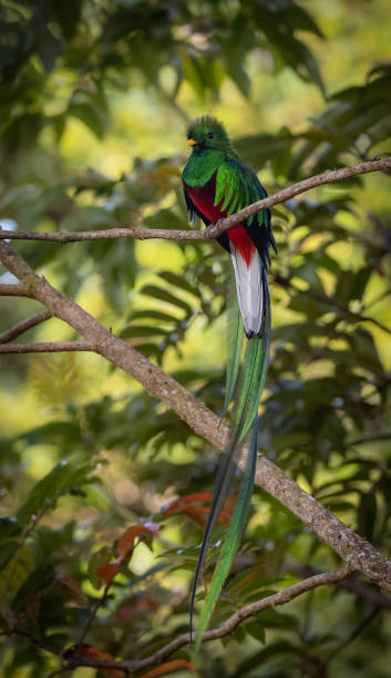 istock Resplendent Quetzal in Costa Rica 2148625464