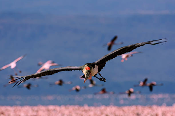 One wild marabou stork (Leptoptilos crumeniferus) flying over the flamingo covered Nakuru Lake.\n\nTaken at Lake Nakuru, Kenya, Africa