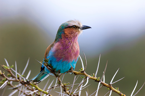 Colorful wild African lilac-breasted roller perched on a thorny branch looking out at the surrounding grassland.

Taken on the Masai Mara, Kenya, Africa.