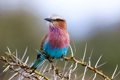 Colorful wild African lilac-breasted roller perched on a thorny branch looking out at the surrounding grassland.

Taken on the Masai Mara, Kenya, Africa.