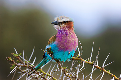 Colorful wild African lilac-breasted roller perched on a thorny branch looking out at the surrounding grassland.\n\nTaken on the Masai Mara, Kenya, Africa.