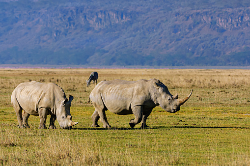 Two white rhinos running on the banks of Lake Nakuru, one with an extra long horn.\n\nTaken at Lake Nakuru, Kenya Africa.