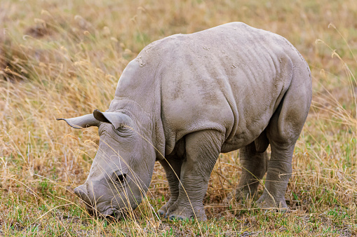 Baby white rhino exploring the area near it's out of camera view mother.\n\nTaken on the Masai Mara, Kenya, Africa