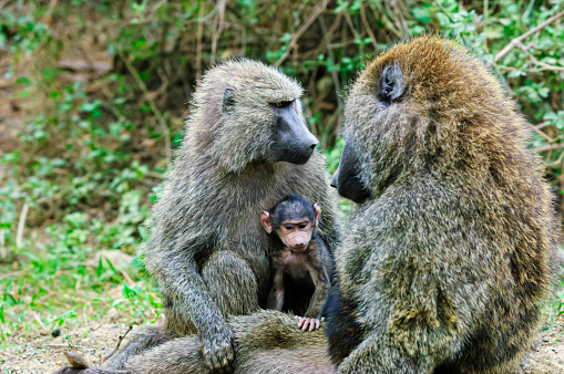 Wild baboon family with new baby resting on the ground, in a protected spot in the woods.

Taken near Lake Nakuru, Kenya, Africa.