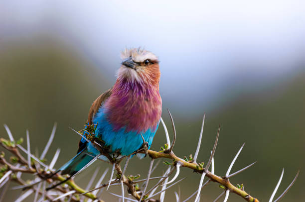 istock Wild African Lilac-Breasted Roller Perched on a Thorny Branch 2148625932