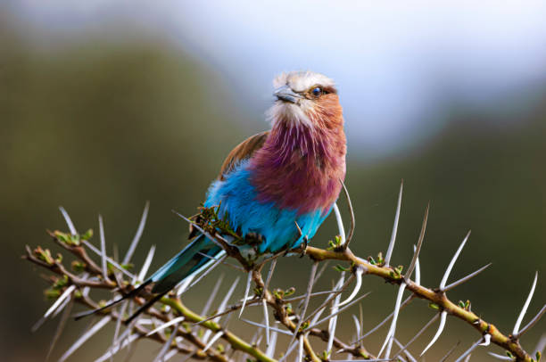 istock Wild African Lilac-Breasted Roller Perched on a Thorny Branch 2148625938