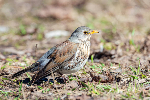 istock The fieldfare (Turdus pilaris) is looking for worms on the ground in early spring. 2148626211