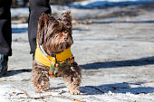 A Yorkshire terrier in a jacket walks along a snowy road