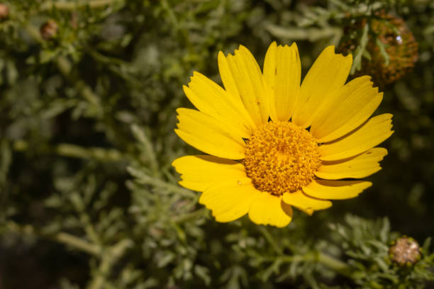 istock Bright yellow wild flower, Sicily, Italy 2148626379