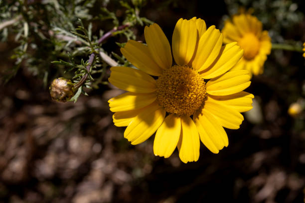 istock Bright yellow wild flower, Sicily, Italy 2148626407
