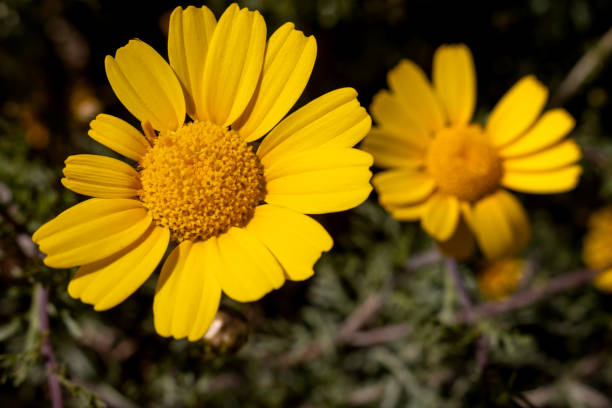 istock Bright yellow wild flower, Sicily, Italy 2148626410