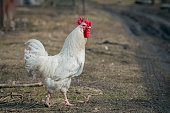 A white rooster walks around the village
