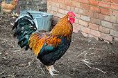 A big multicolored rooster walks around the village