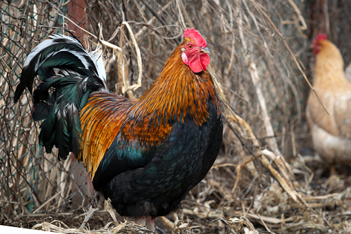 The chicken (Gallus domesticus) is a domesticated bird, with attributes of wild species such as the red and grey junglefowl[1] that are originally from Southeastern Asia.