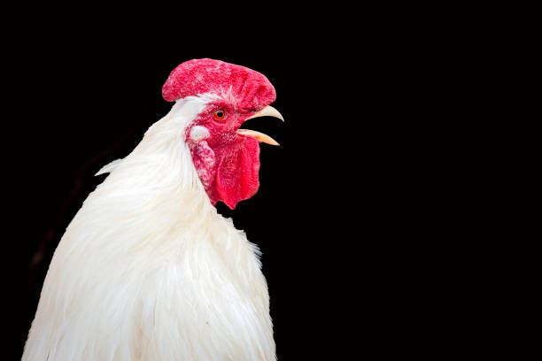 Healthy white chickens roaming and foraging on open ground, their red combs and wattles vibrant against their feathers. These are free-range farm chickens living naturally, not confined or intensively farmed, highlighting ethical and sustainable agricultural practices