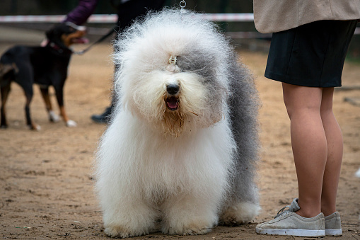 The Old English Sheepdog is a large breed of dog that emerged in England from early types of herding dog.