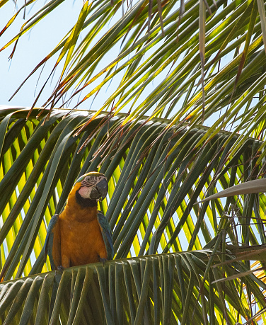 A wild Blue and Yellow Macaw, Ara ararauna, aka Blue and Gold Macaw, in a Palm Tree in Trinidad, where this species was reintroduced between 1999 and 2003, after being almost extirpated in the 1970s.