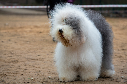 The Old English Sheepdog is a large breed of dog that emerged in England from early types of herding dog.