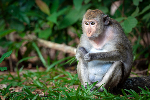 Macaques are highly adaptable to different habitats and climates and can tolerate a wide fluctuation of temperatures and live in varying landscape settings.