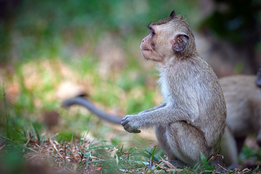 Macaques are highly adaptable to different habitats and climates and can tolerate a wide fluctuation of temperatures and live in varying landscape settings.