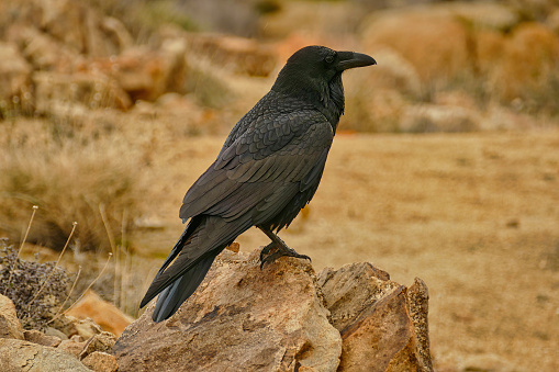 Common raven (Corvus Corax) on a rock in in Joshua Tree National Park, Mojave Desert, California