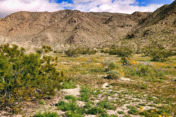istock high, rocky hills in the background. 2148627233
