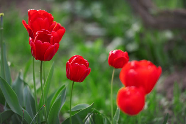 Red tulips background. Flower bud in spring in the sunlight. Flowerbed with flowers. Tulip close-up. Red flower
