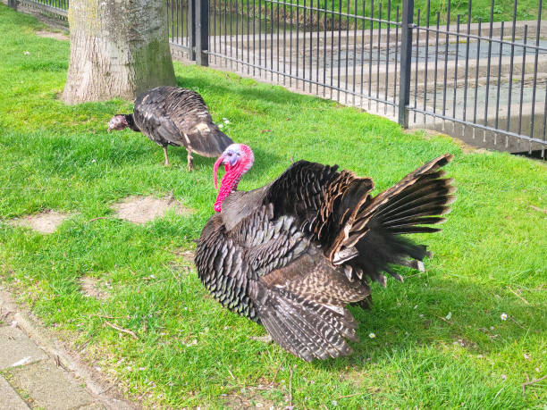 Male and female turkey (Meleagris gallopavo) on a field of grass.