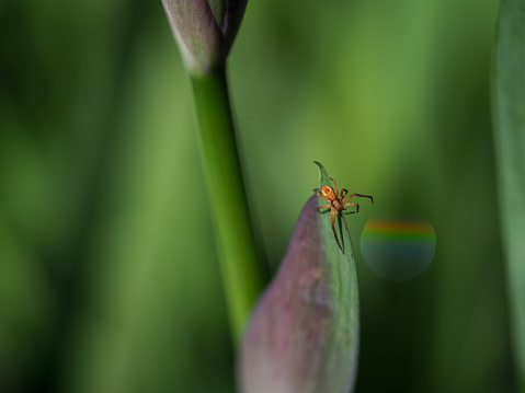 Spider with Rainbow Drop. Green leaves background.