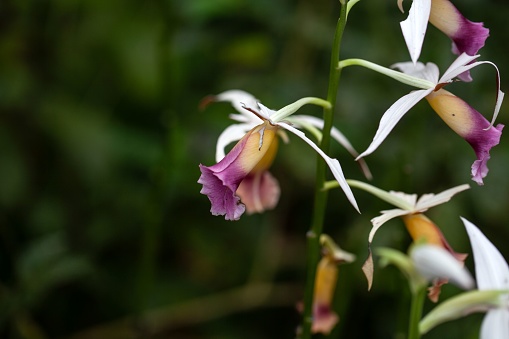 Flower of a greater swamp-orchid, Phaius tankervilleae