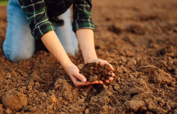 istock Female hands touching soil on the field. 2148628876