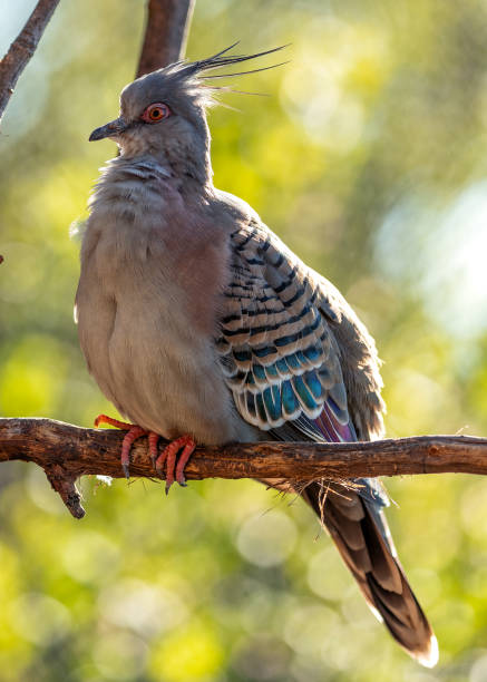 istock Crested Pigeon (Ocyphaps lophotes) - Found throughout mainland Australia (except far northern tropics) 2148628884