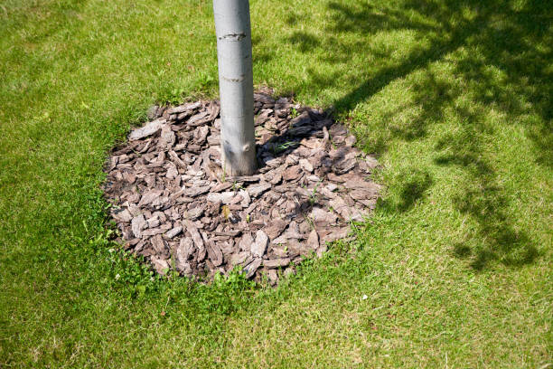 istock Mulching of the tree trunk with bark for the design 2148628993
