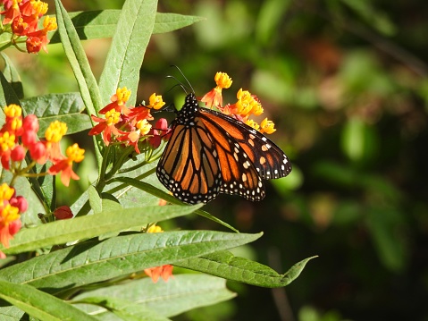 Monarch Butterfly - profile
