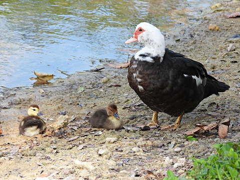 Muscovy Ducks - young ducks lying down near Mom
